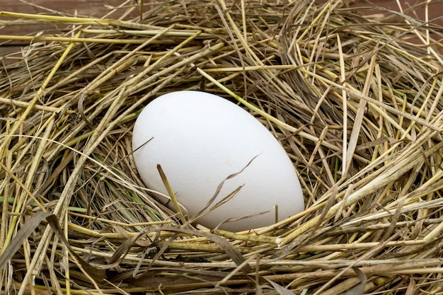 Большое гусиное яйцо в гнезде сена