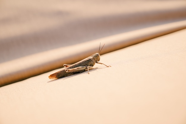 사진 큰 메뚜기 메뚜기는 들판에있는 작물의 태양 파괴자에서 부풀어 오른다