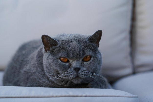 큰 갈색 눈을 가진 큰 그라우 고양이가 밝은 회색 소파에 누워 있습니다.