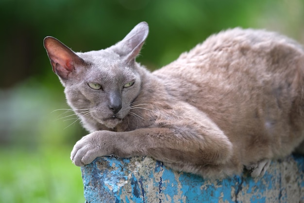 Big gray angry looking Sphinx breed stray cat resting on steet outdoors in summer