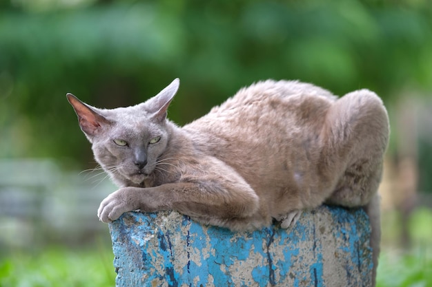 Big gray angry looking Sphinx breed stray cat resting on steet outdoors in summer