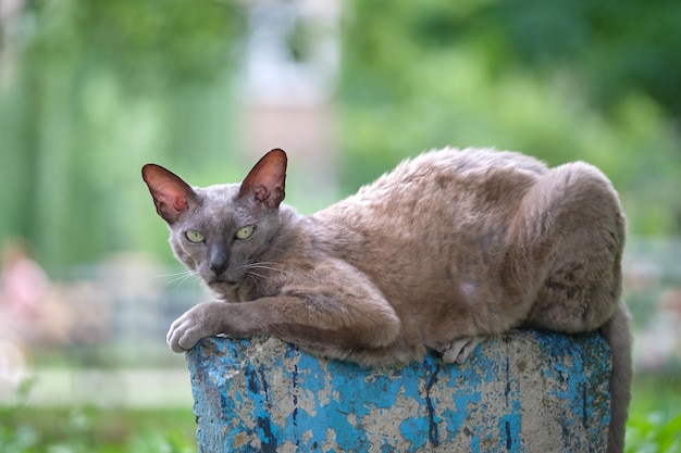 Big gray angry looking Sphinx breed stray cat resting on steet outdoors in summer