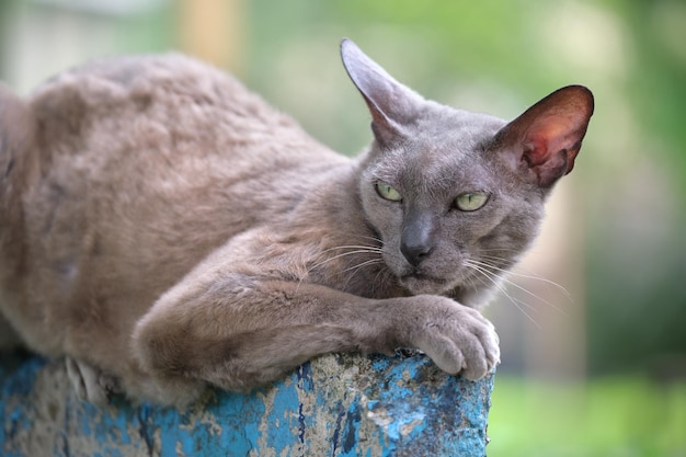 Big gray angry looking Sphinx breed stray cat resting on steet outdoors in summer