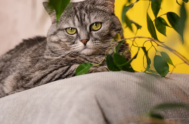 大きな灰色の美しい猫は黄色の背景とイチジクの緑の葉の上に横たわっています