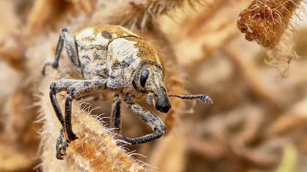 写真 砂漠の大きな灰色の虫。イスラエル。