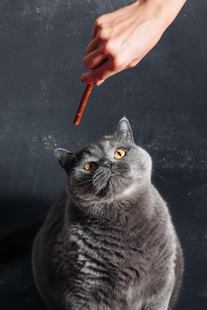 Big gray cat of the British breed sits and watches with interest the snacks in the owner's hand