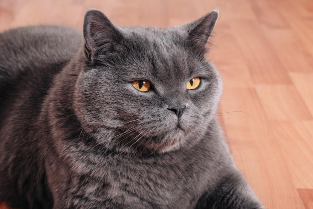 Большой серый кот британской породы сидит на деревянном полу в квартире