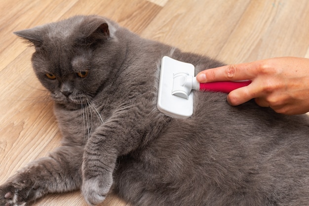 Big gray cute cat with a special brush for grooming