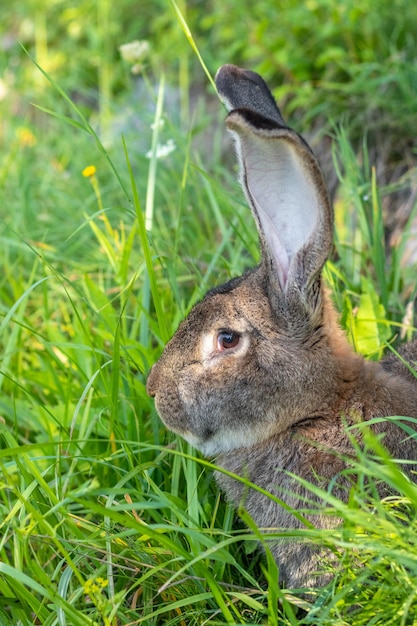 Большой серый кролик породы Вандер на зеленой траве. Кролик ест траву. Разведение кроликов на ферме