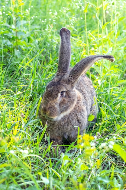 Big gray rabbit breed vander on the green grass. rabbit eats\
grass. breeding rabbits on the farm