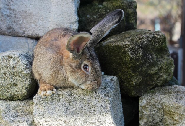 Big gray rabbit