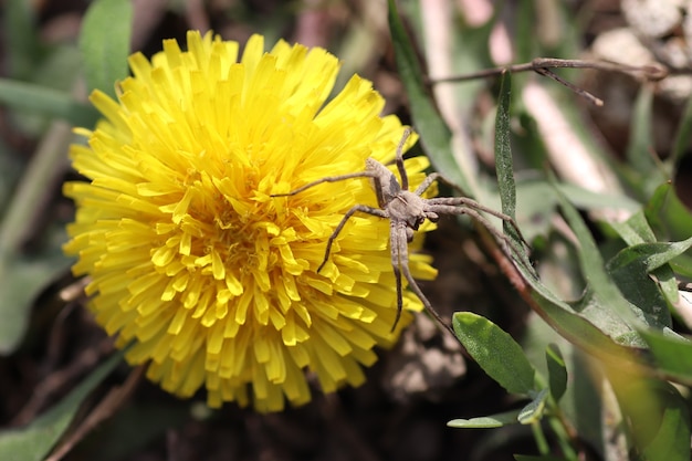 big gray spider on yellow dandelions on a sunny day