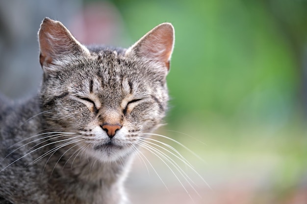 夏に屋外でスティートで休んでいる大きな灰色の野良猫