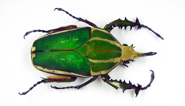 Большой зеленый африканский цветочный жук Mecynorhina torquata крупным планом изолирован на белом Жуки коллекции