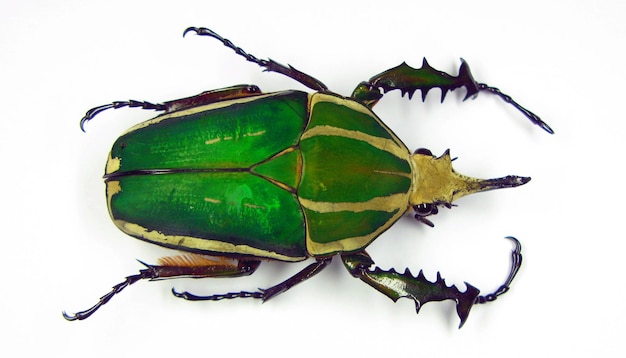 Big green african flower beetle Mecynorhina torquata close up isolated on white Collection beetles