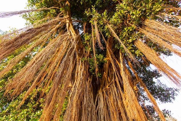 Big green banyan tree with roots.