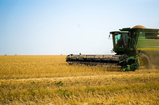 Big green combine harvester machine working in a sunflower field mowing ripe dried sunflowers the wo...