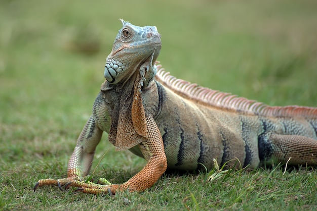 Grande iguana verde su un'erba