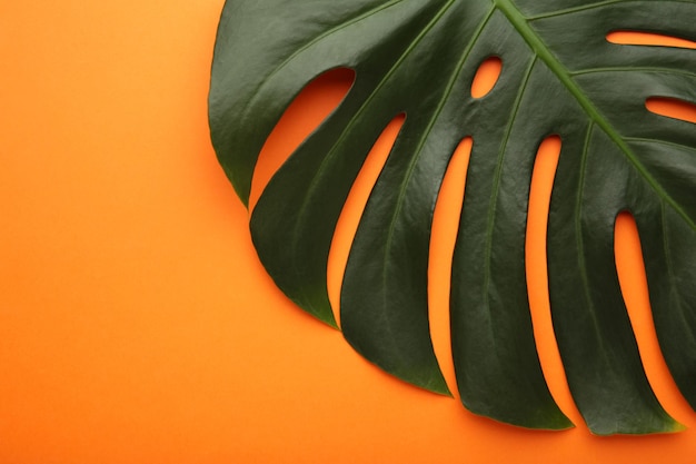 Big green leaf of monstera plant on orange background macro photo top view