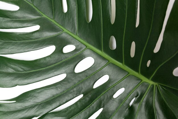 Big green leaf of Monstera plant on white surface