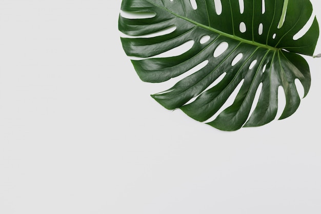 Big green leaf of Monstera plant on white 