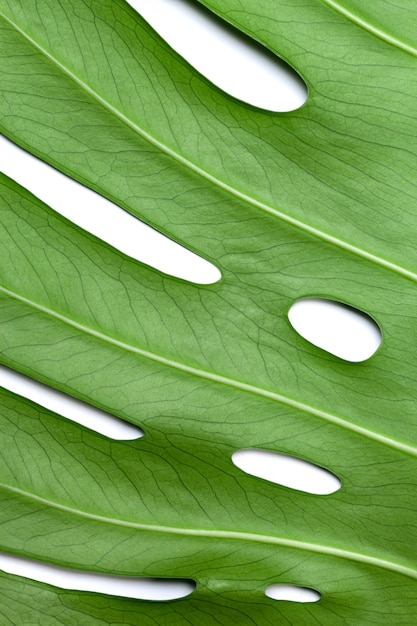 Big green leaf of Monstera plant on white 