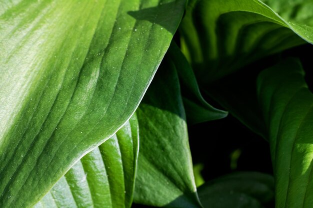 Big green leaves of a plant close up