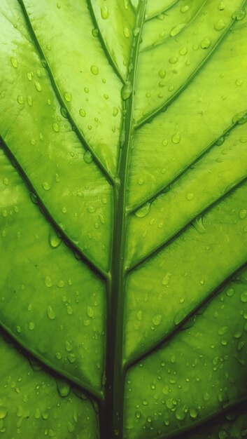 Big green leaves and water drops