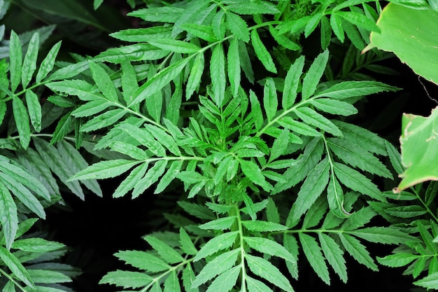 Big green leaves of wild plant close up