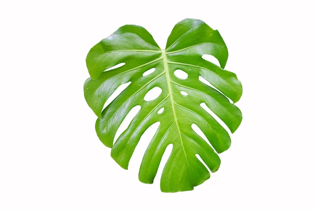 Большой зеленый лист монстера с каплями воды