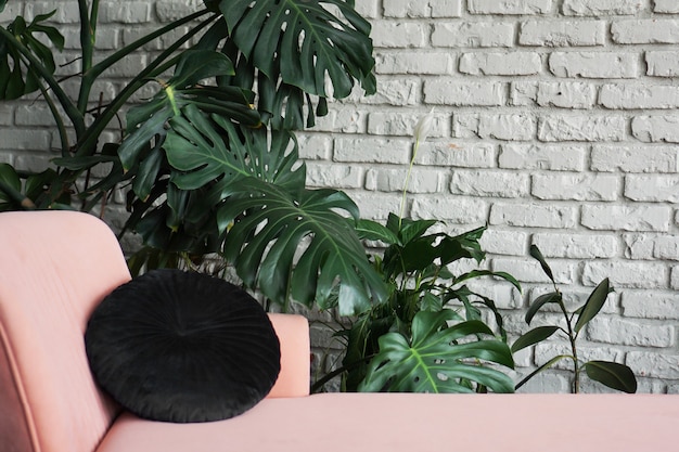 Большое зеленое растение монстера в горшке. розовый диван. белая кирпичная стена скандинавского дизайна