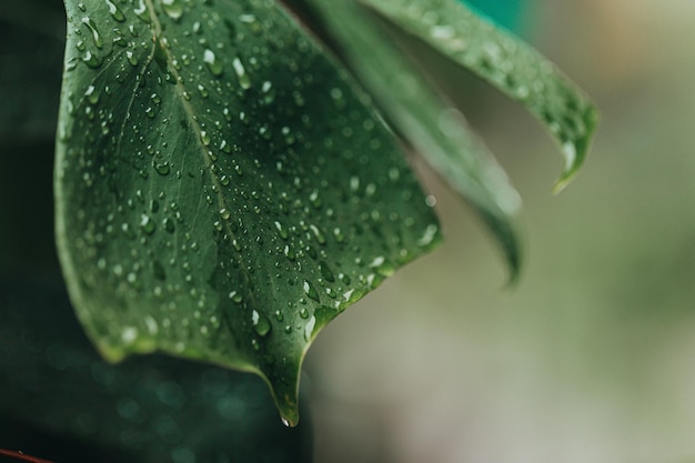 Big green monstera with dew drops in the rainy season concept of nature