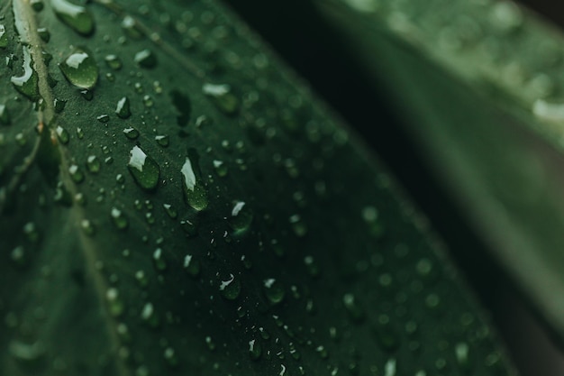 Big green monstera with dew drops in the rainy season concept of nature