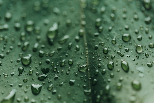 Big green monstera with dew drops in the rainy season concept of nature