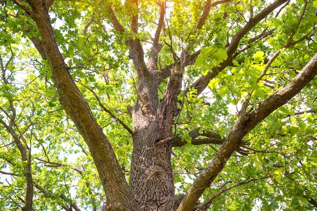 Big green oak tree with braches and leaves