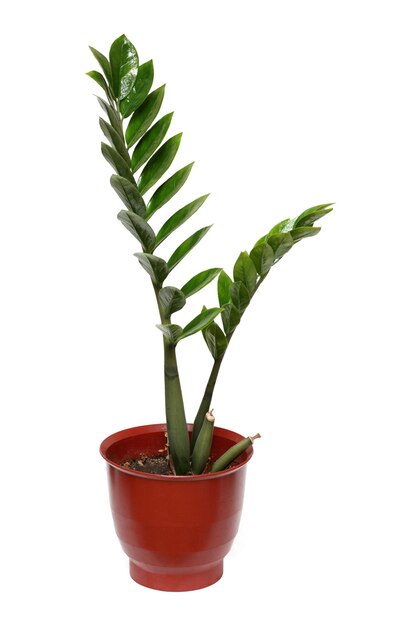 Foto grande pianta verde in vaso