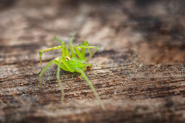 A big green spider on a wooden background, soft focus