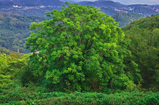 Big green tree against the backdrop of forest and mountains