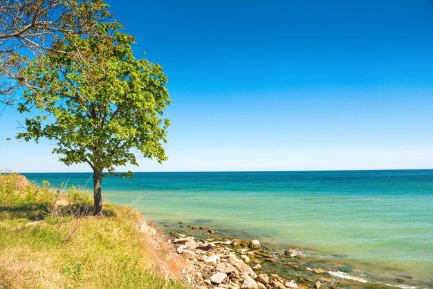 Big green tree on the beach with blue sea water as background