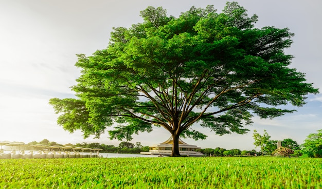 Big green tree with beautiful branches in the park. Green grass field near lake and watercycle. Lawn in garden on summer with sunlight. Big tree on green grass land. Nature landscape.