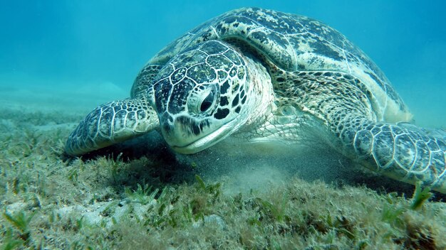 Photo big green turtle on the reefs of the red sea green turtles are the largest of all sea turtles a typical adult is 3 to 4 feet long and weighs between 300 and 350 pounds