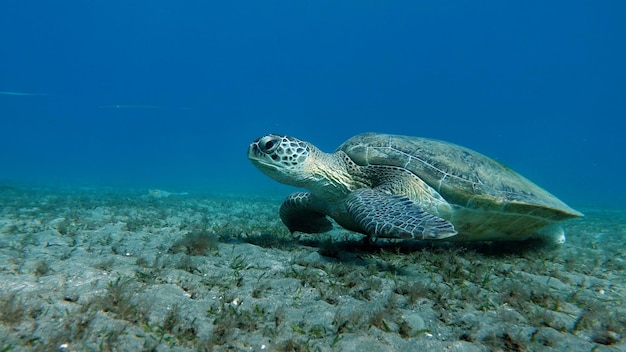 Grande tartaruga verde sulle scogliere del mar rosso. le tartarughe verdi sono le più grandi di tutte le tartarughe marine.