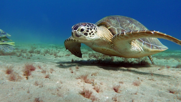 홍해의 암초에 있는 큰 녹색 거북. 녹색 거북은 모든 바다 거북 중에서 가장 큽니다.