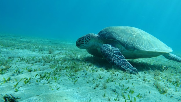 Photo big green turtle on the reefs of the red sea.
green turtles are the largest of all sea turtles.