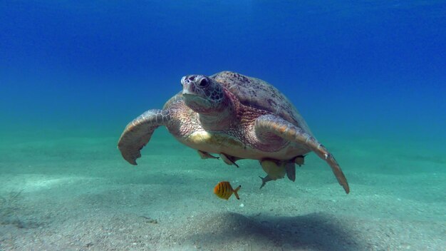 Big green turtle on the reefs of the red sea