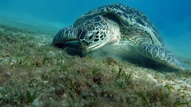 Big green turtle on the reefs of the red sea