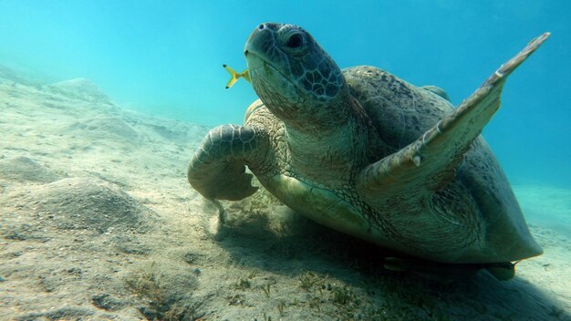 Big Green turtle on the reefs of the Red Sea.