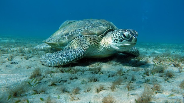 紅海のサンゴ礁に大きなアオウミガメ