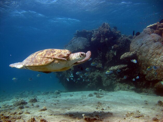 Big Green turtle on the reefs of the Red Sea