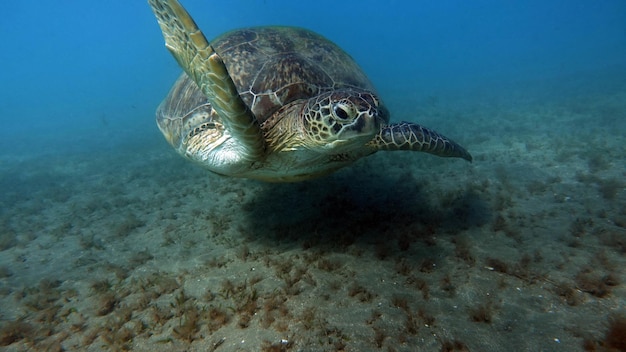 紅海のサンゴ礁に大きなアオウミガメ。